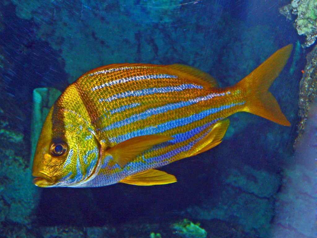 Un pesce mediterraneo ...